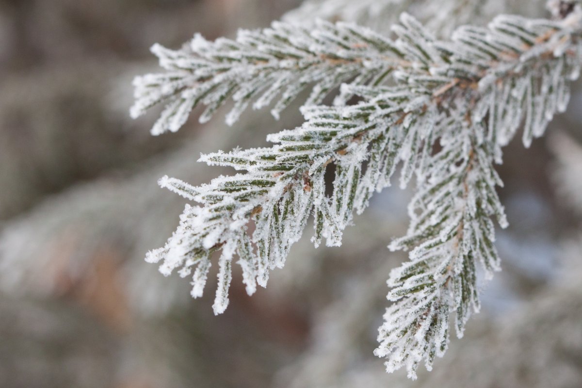 Спасение лесов от глобальных изменений климата 🌡