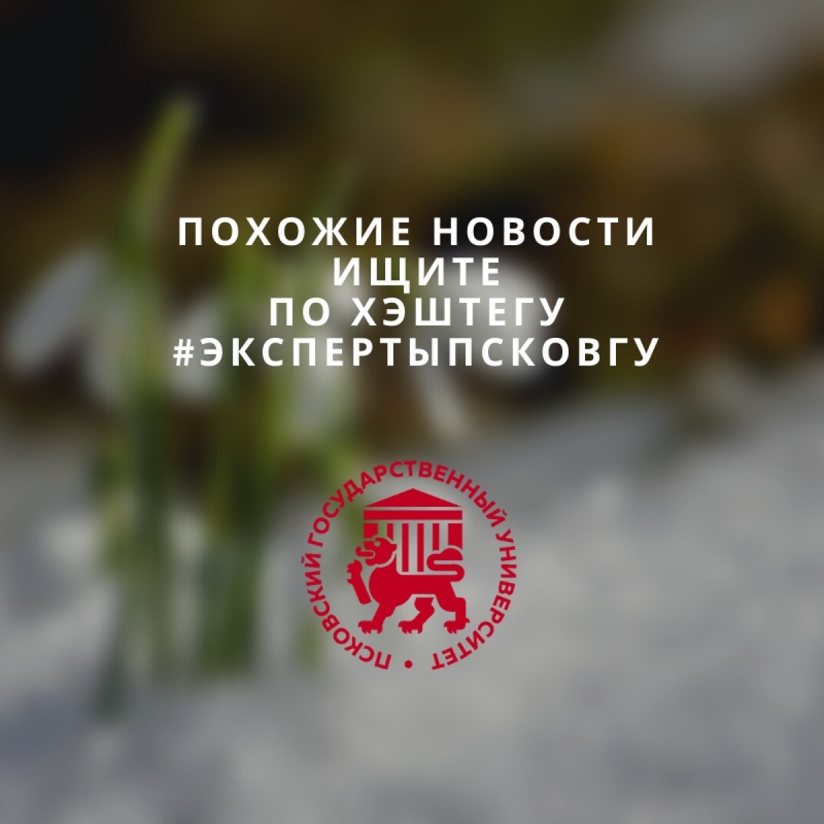 🍃❄ Из-за аномально тёплой погоды этой зимой в Псковской области вместо снега на улице трава. Расцвели цветы