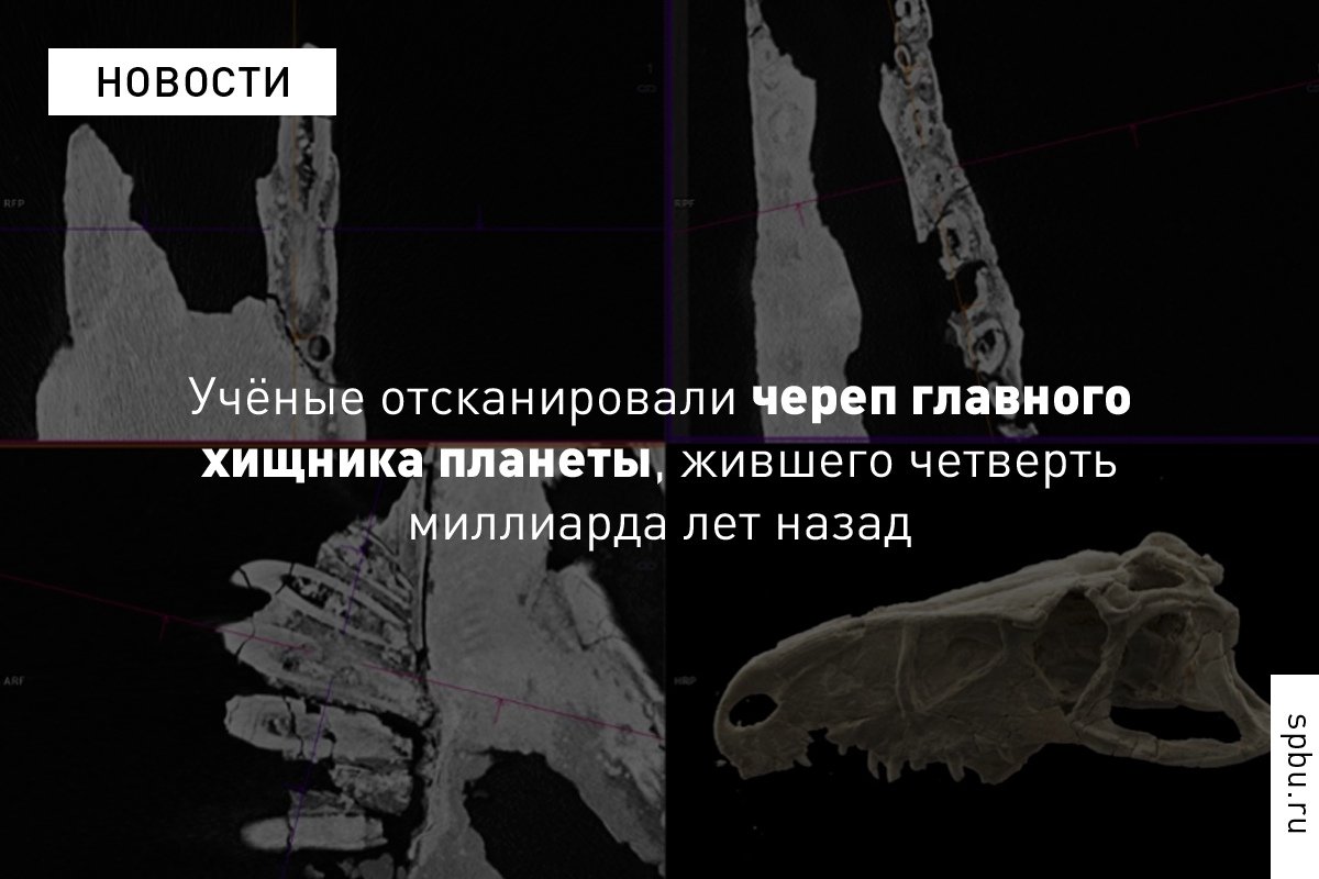 250 миллионов лет назад вершину пищевой пирамиды занимали эритрозухиды – древнейшие вымершие пресмыкающиеся, которые считаются прародителями динозавров 250 миллионов лет назад вершину пищевой пирамиды занимали эритрозухиды – древнейшие вымершие пресмыкающиеся, которые считаются прародителями динозавров