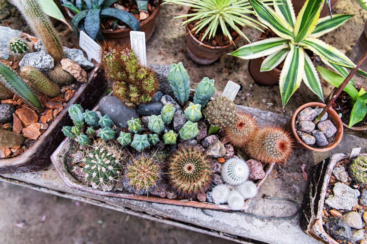 Суккуленты Ботанического сада