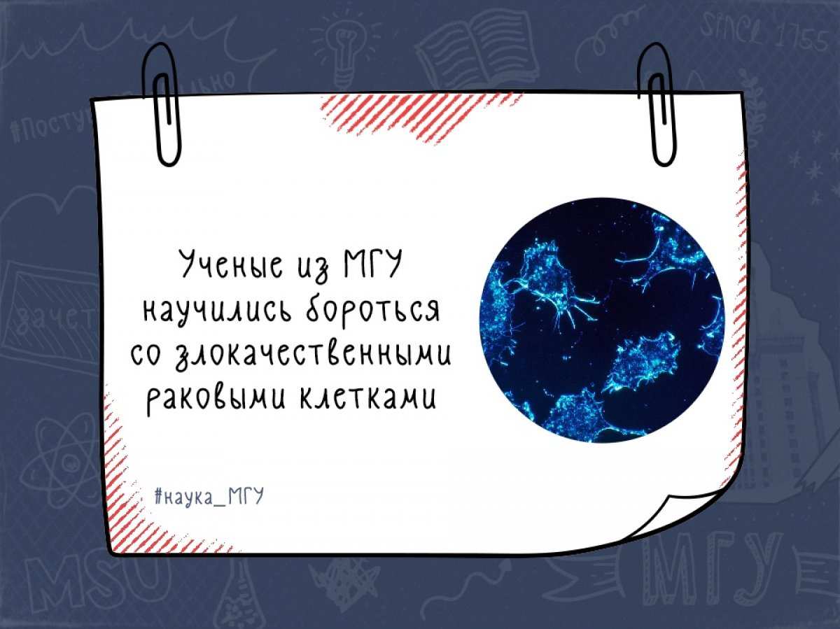 Сотрудники факультета фундаментальной медицины МГУ выяснили, от чего зависит уровень онкогенного белка Mcl-1 в клетке и как можно его регулировать.