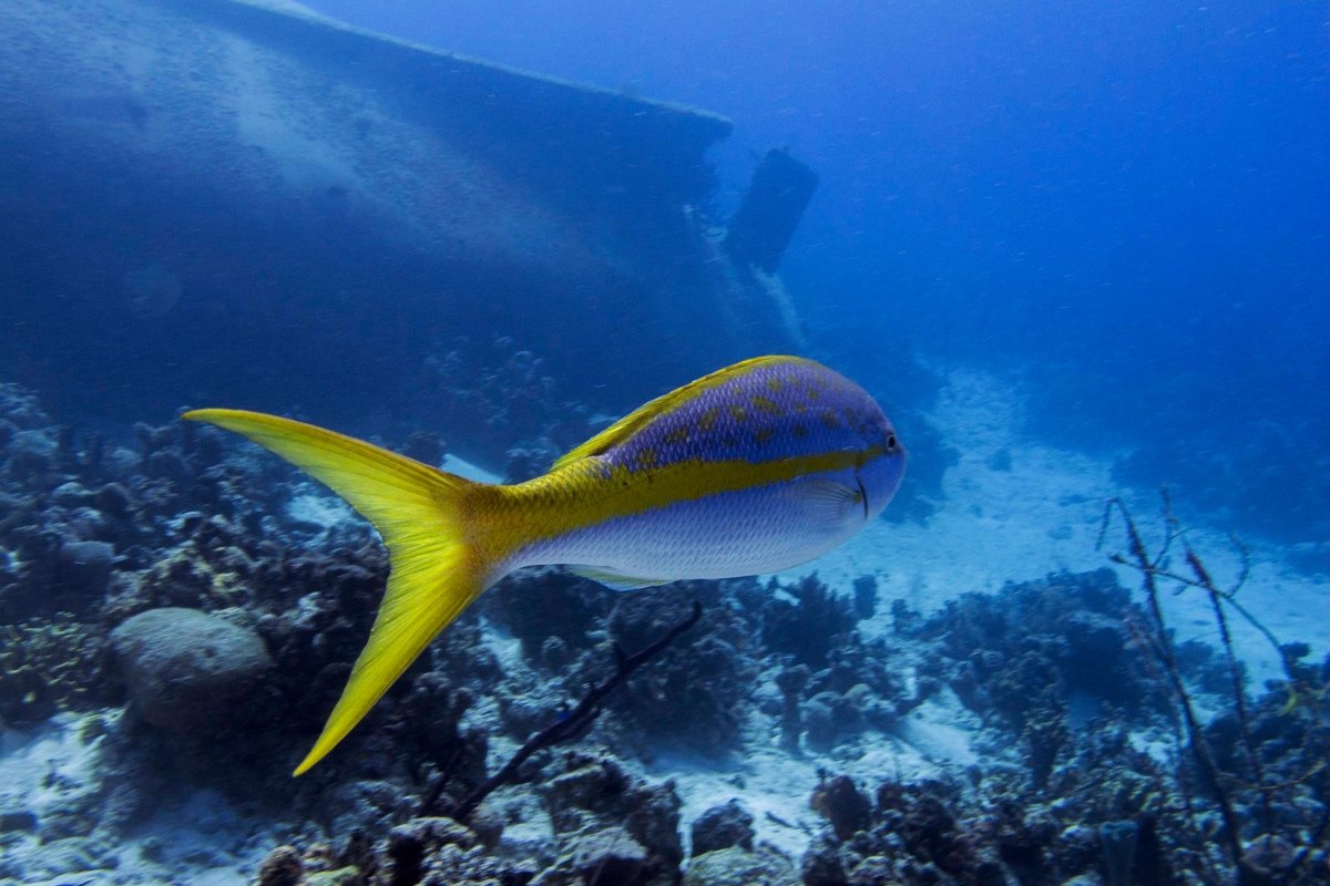Подводный мир глазами инженера ресурсного центра микроскопии и микроанализа Алексея Миролюбова