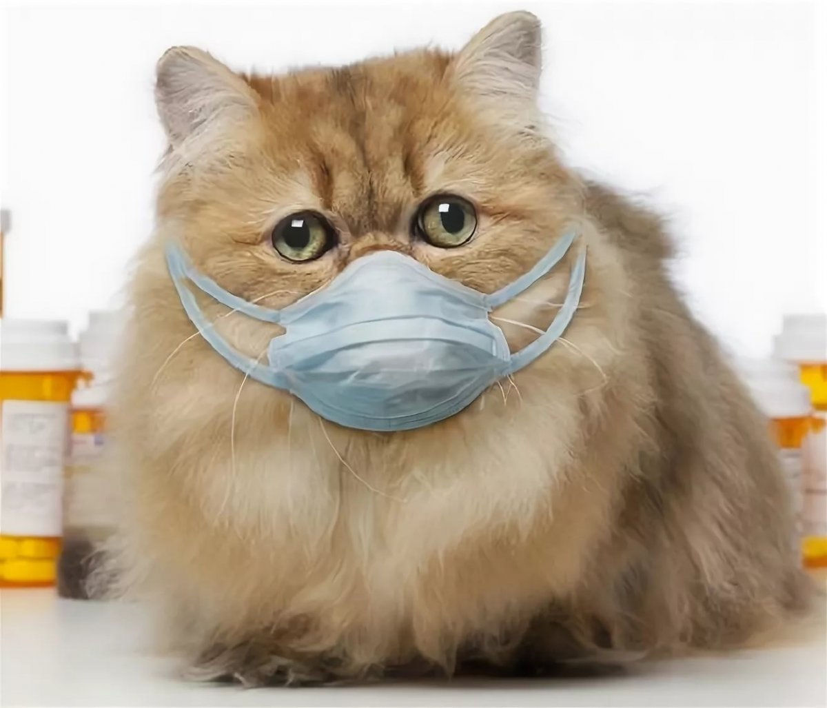 В Казань прибыли 8 россиян с Diamond Princess, трое больны коронавирусом