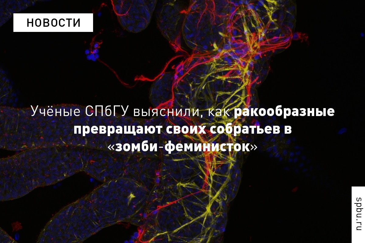 Ракообразные способны заставить крабов-самцов вести себя как беременные самки: https://vk.cc/apMUVt