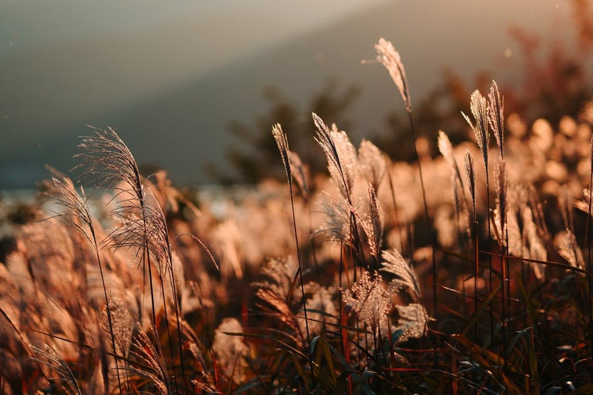 Растения разговаривают с червями. Перехватывая феромоны паразитов, растения изменяют их так, чтобы сами паразиты убрались подальше
