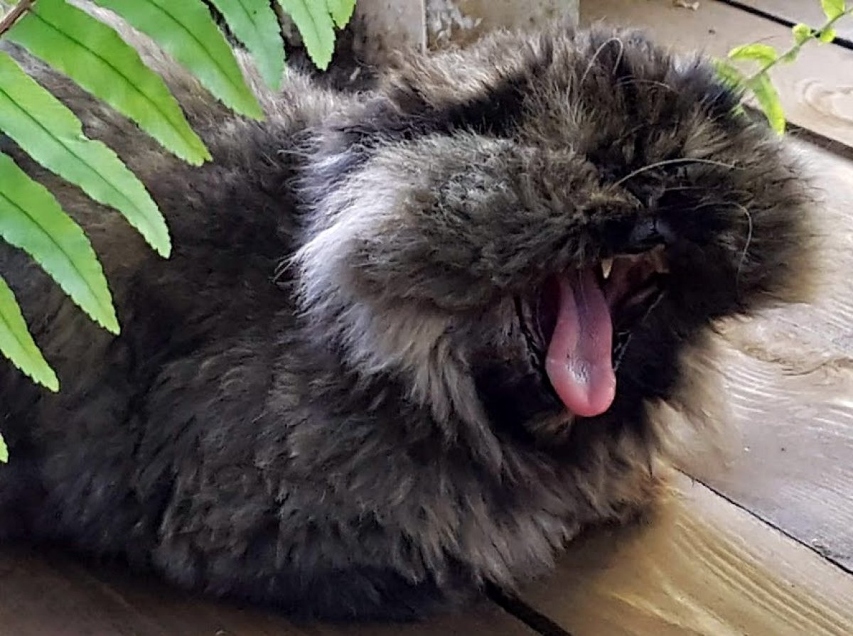 Главный смотритель Ботанического сада