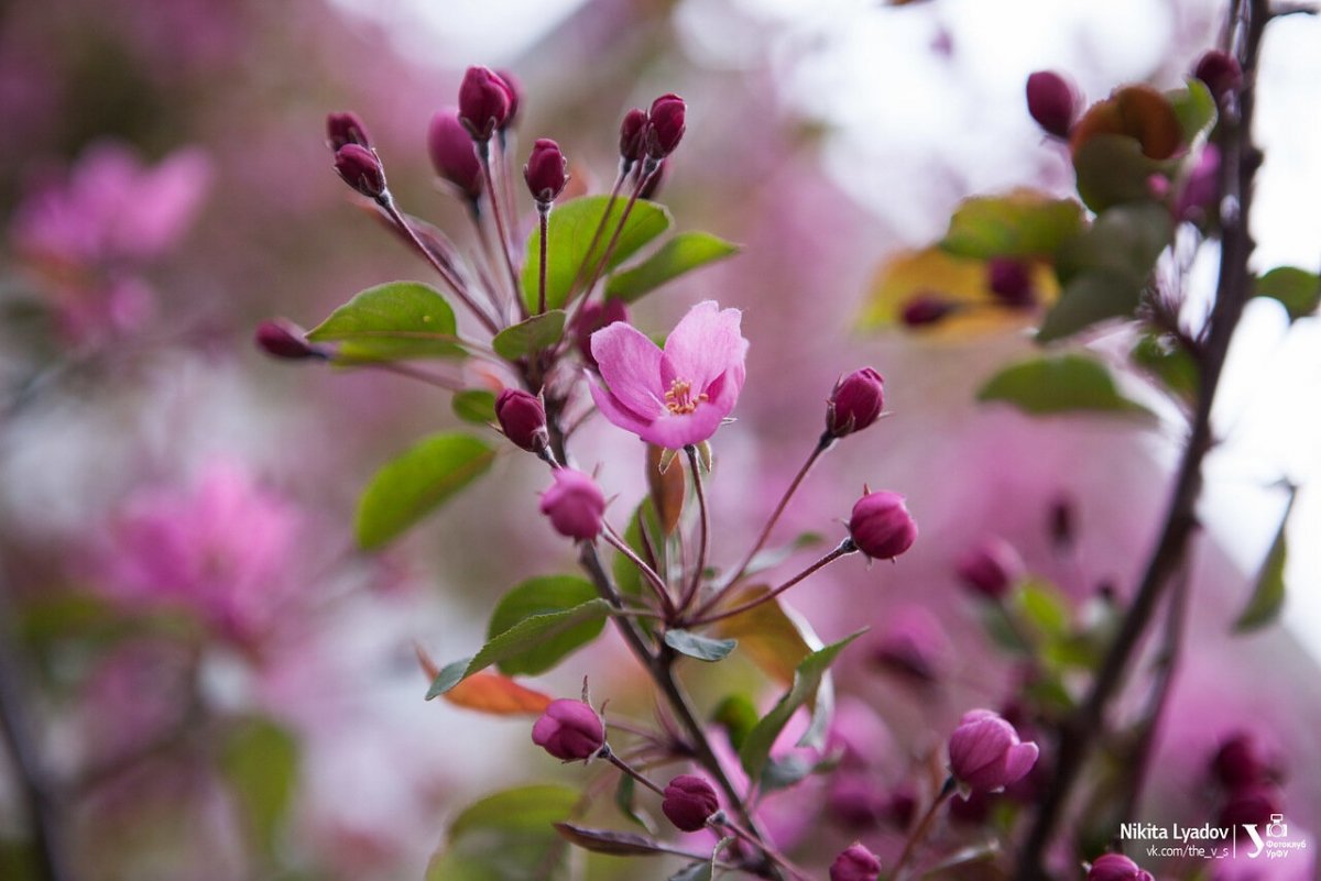 Красочная красота🌺