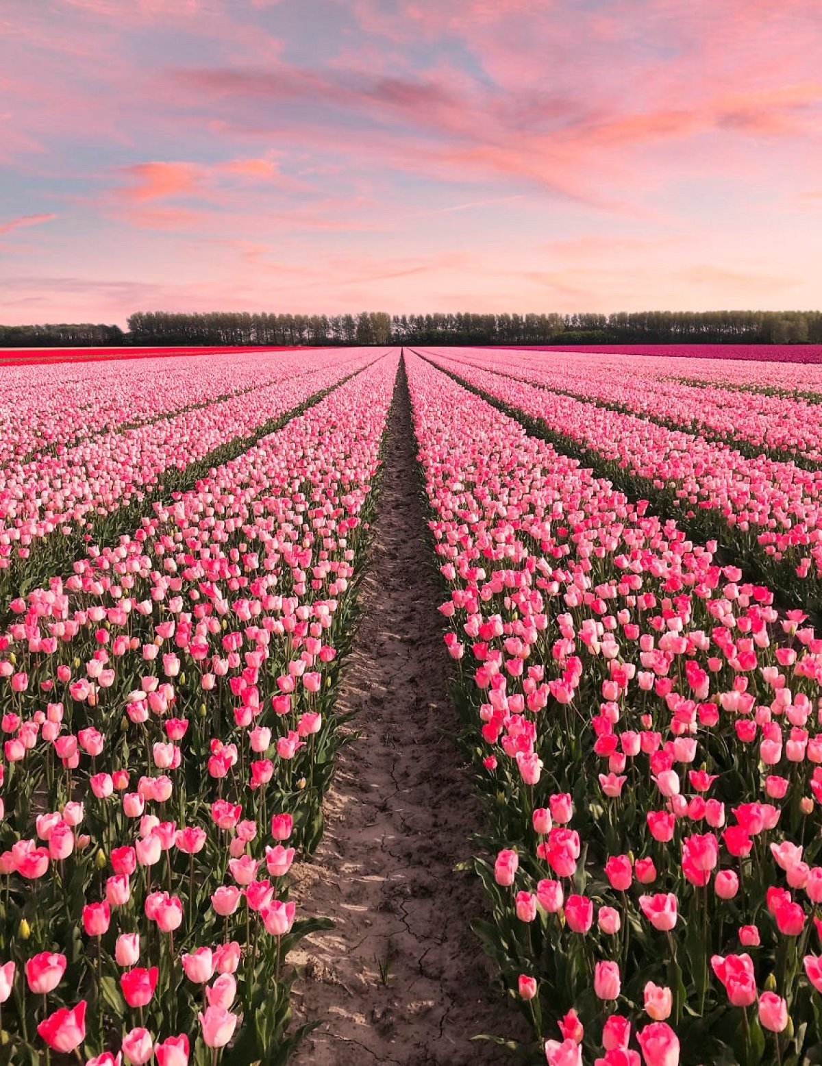 Поле тюльпанов. Амстердам тюльпановые поля. Плантации тюльпанов в Голландии. Тюльпановые плантации в Голландии. Голландские тюльпаны поля Голландии тюльпановые поля Голландии.