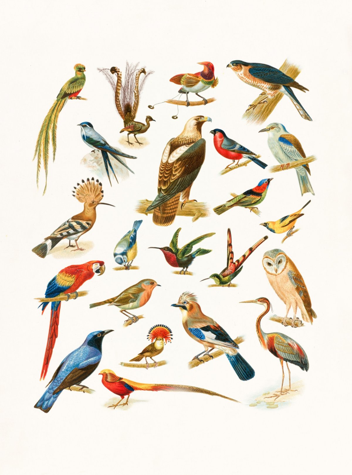 Географы МГУ исследовали более 150 видов птиц в горах Северной Азии. Им удалось провести инвентаризацию птиц