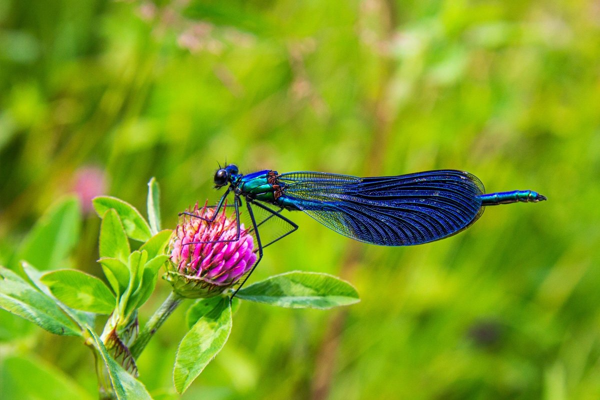 Из студентов-биологов