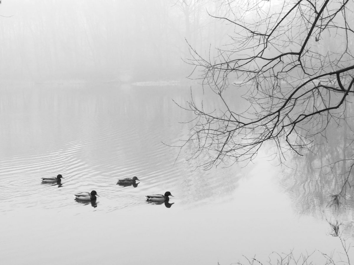 «Охотник на фото»