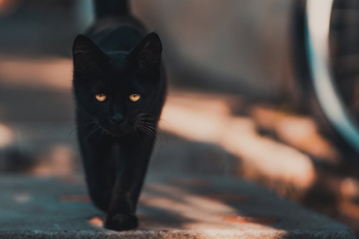 Суеверия бессмысленны — доказали учёные