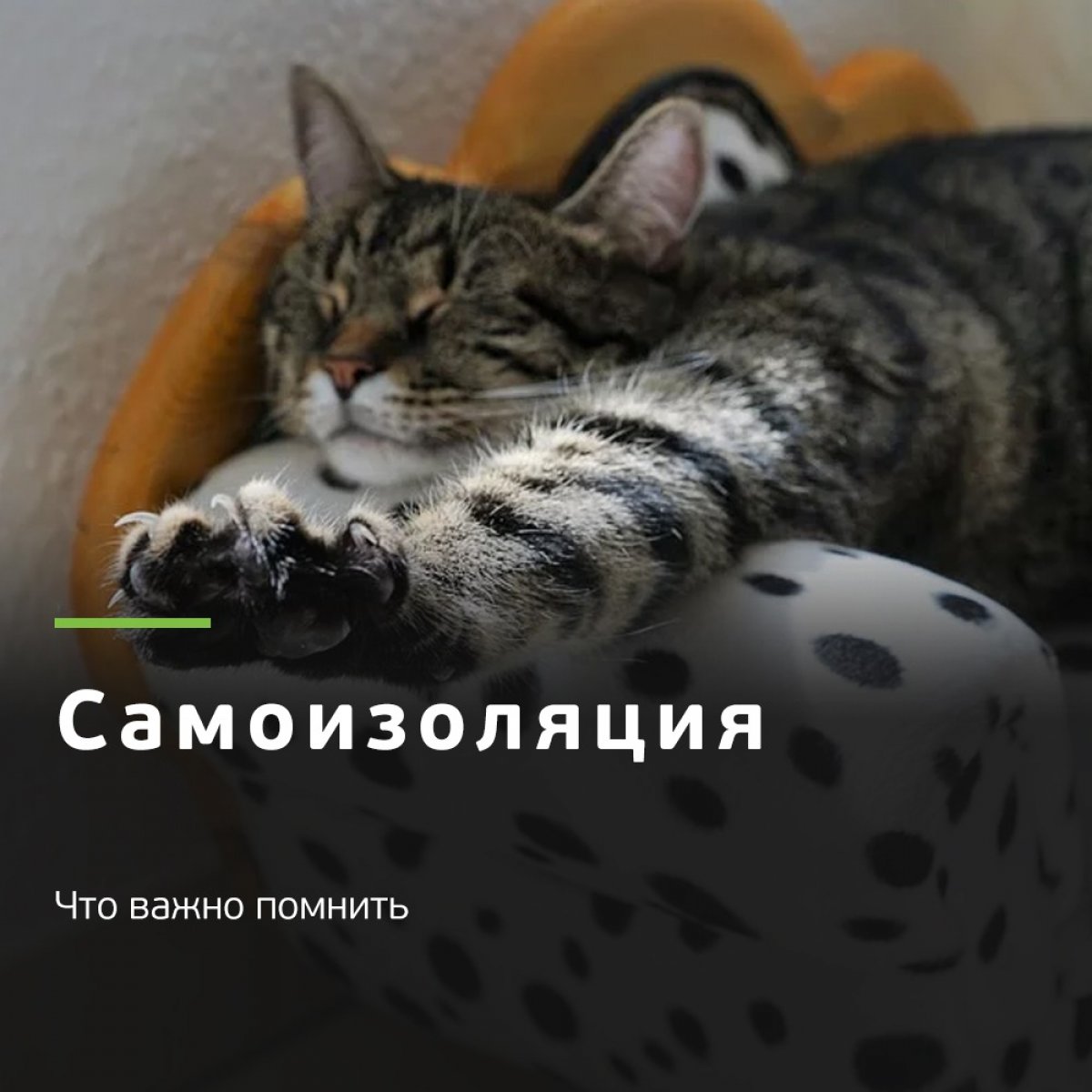 🏡 До 15 апреля в Томской области действует режим самоизоляции. В этот период всем, кто находится в регионе, не рекомендуется выходить на улицу без острой необходимости