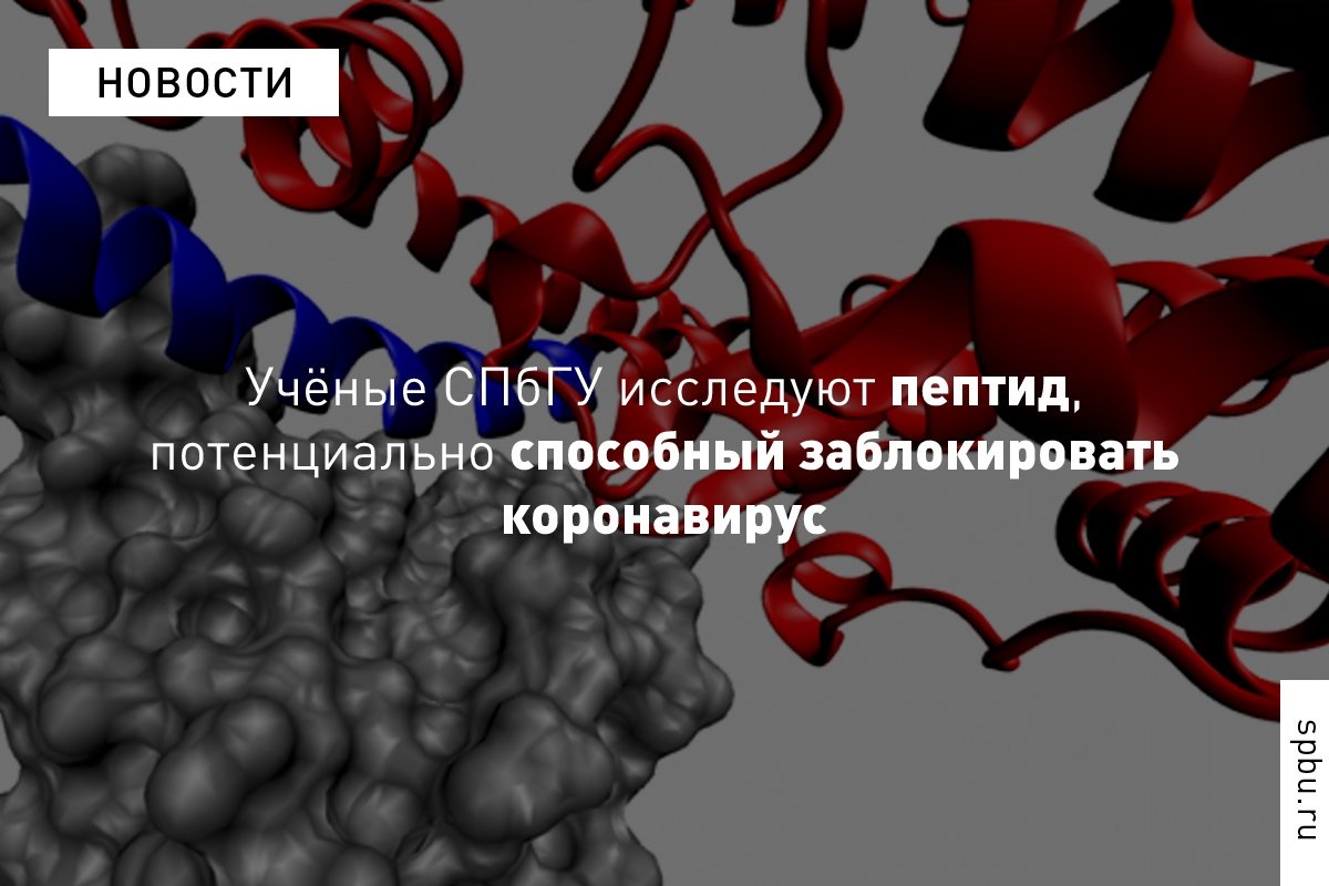 Учёные из , Института цитологии РАН и Университета Цинхуа (КНР) начали исследовать пептид, потенциально способный заблокировать связывание коронавируса SARS-CoV-2 с клетками человека