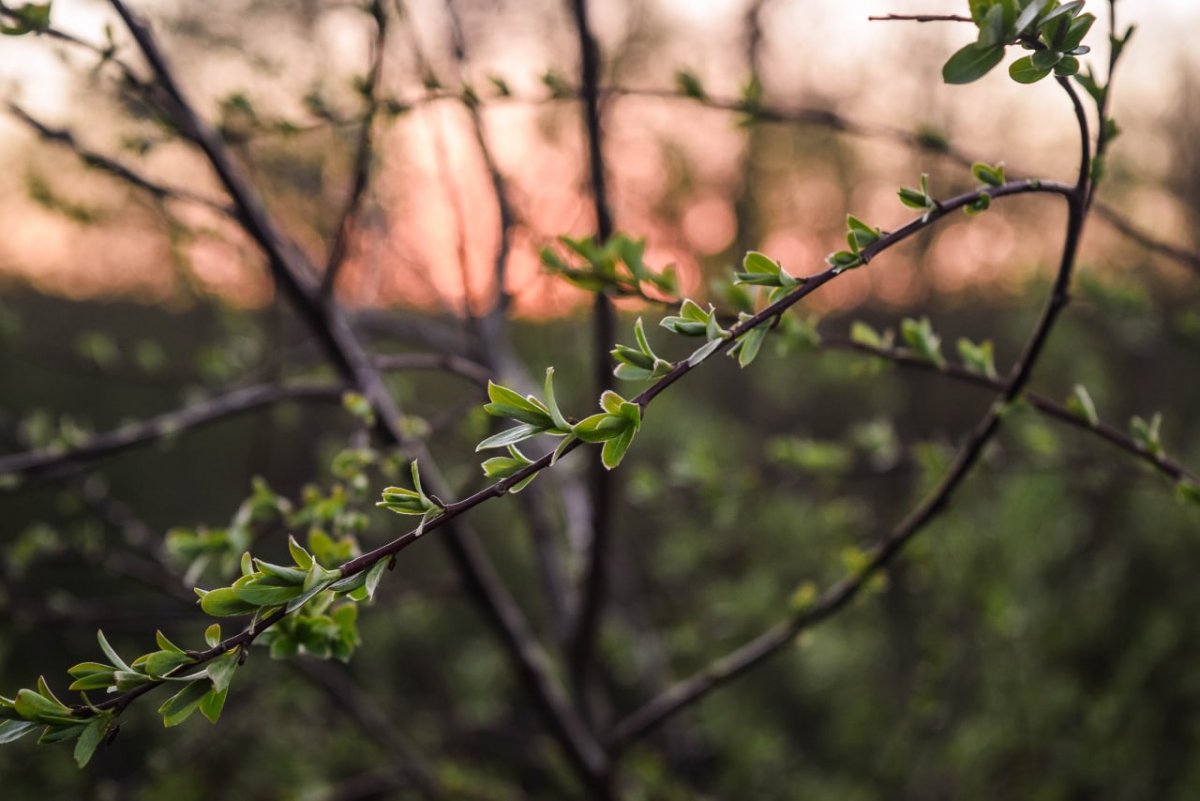 "Начинайте делать все, что вы можете сделать – и даже то, о чем можете хотя бы мечтать. В смелости гений, сила и магия."