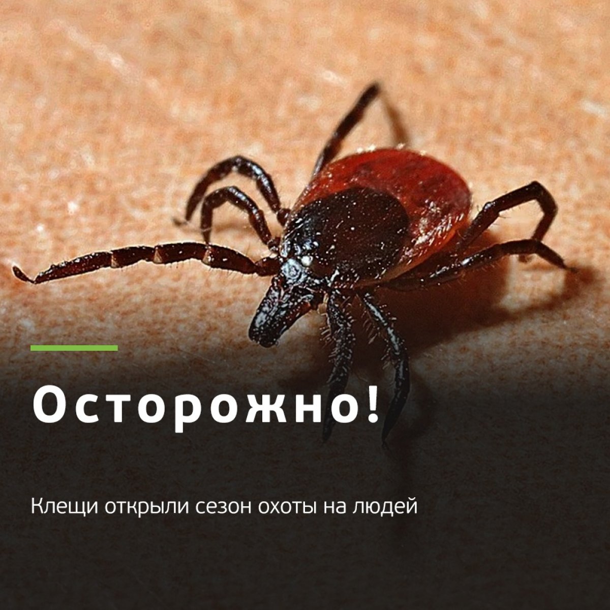 🕷За прошлую неделю клещи укусили более 600 человек в Томской области, половина из них — в Томске. И это только официальные данные