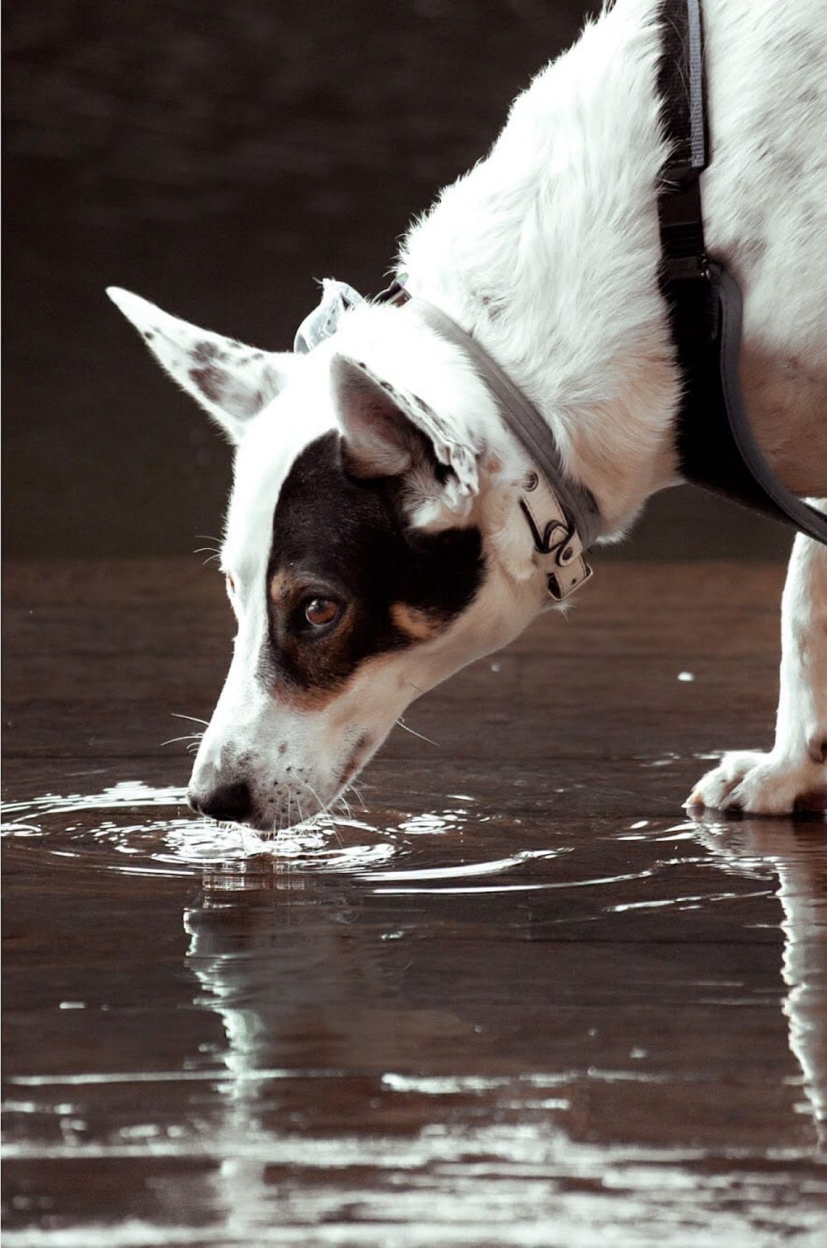 Тысячи лет собака друг человека. Во время Великой Отечественной войны около 60 000 собак были призваны в армию, они искали мины, вытаскивали раненых из развалин или из боя