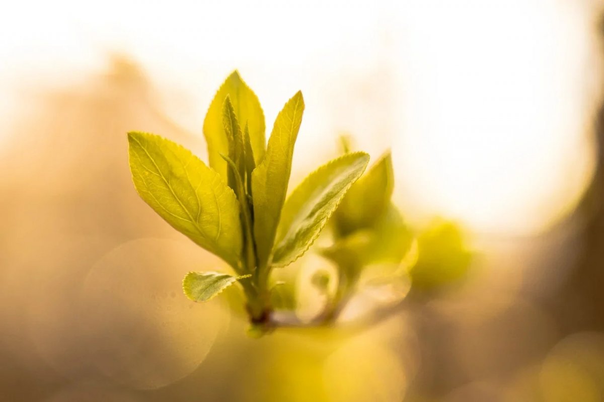 ☀🌱 Новость от 12-05-2020
