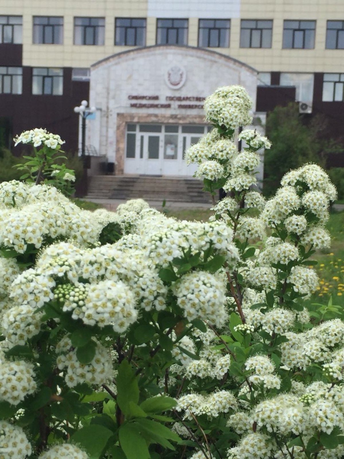 Такая разная и такая красивая весна в СибГМУ🌷