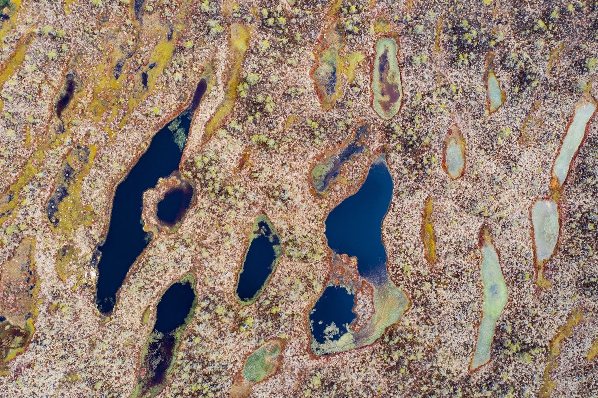 Удивительные цвета весеннего болота в объективе инженера ресурсного центра микроскопии и микроанализа Алексея Миролюбова