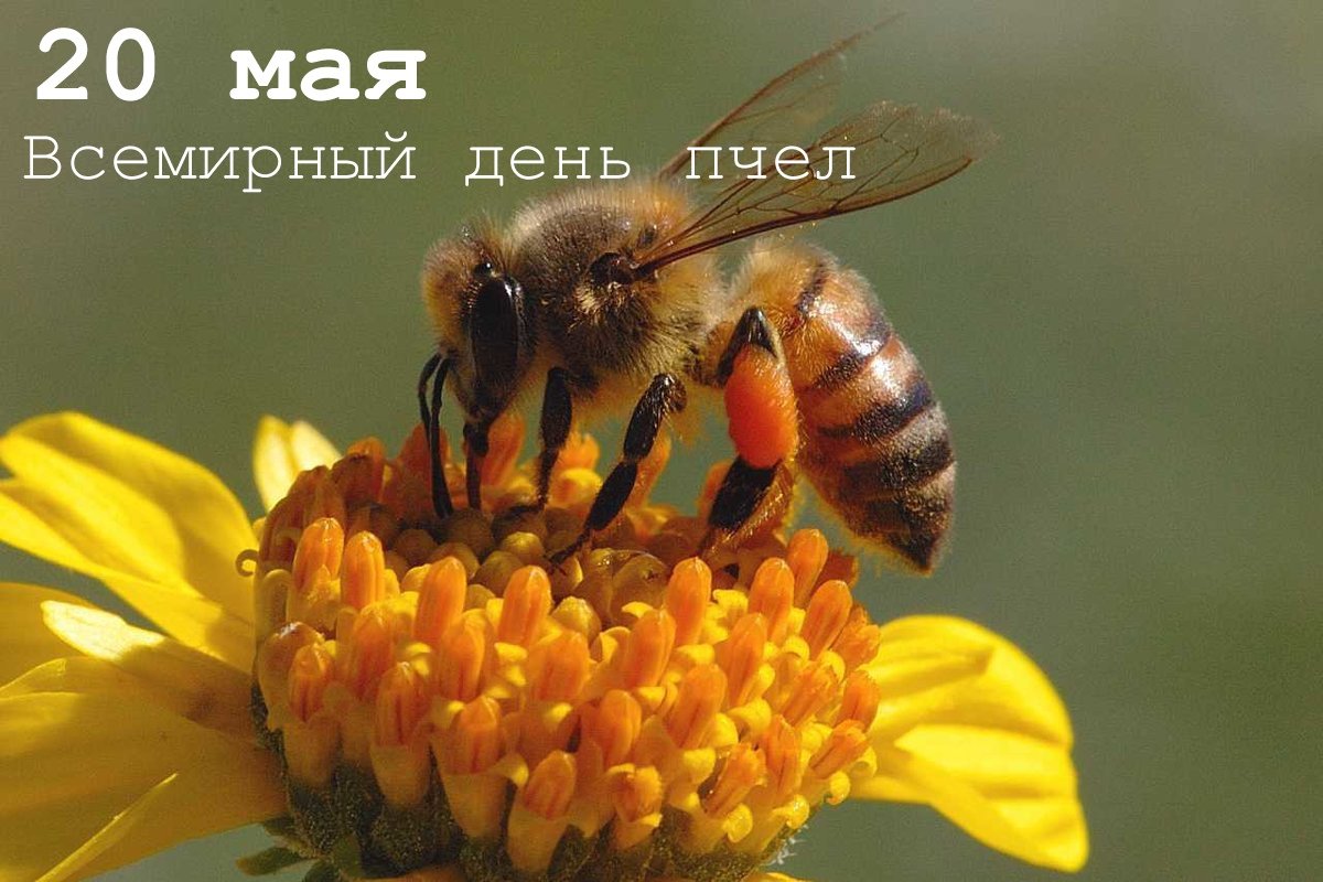 Доброе утро, МГТУ! 20 мая – Всемирный день пчел 🐝