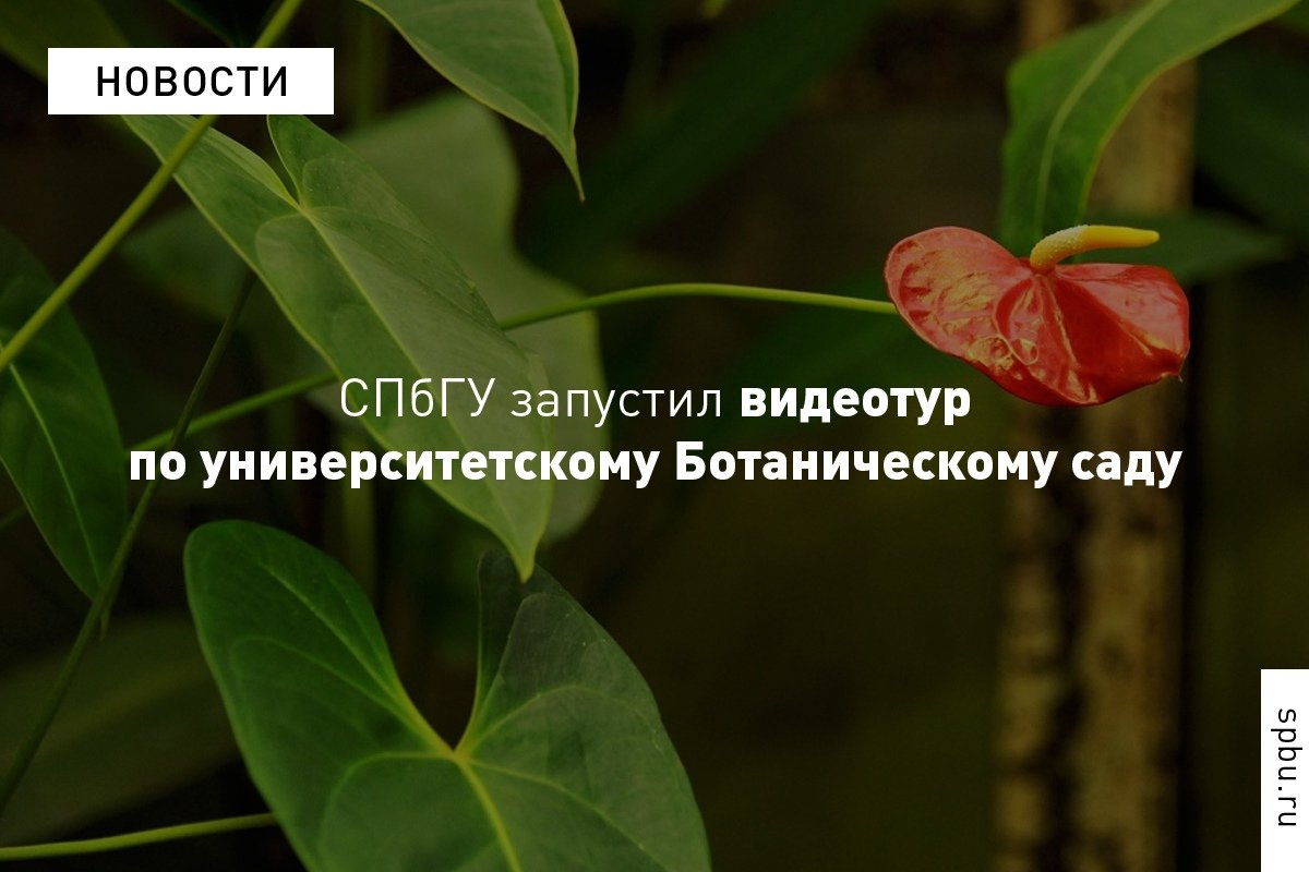 В открытый доступ выложены уже 17 роликов, каждый из которых рассказывает об одном из растений Ботанического сада — его особенностях и истории: https://vk.cc/auj4Ym