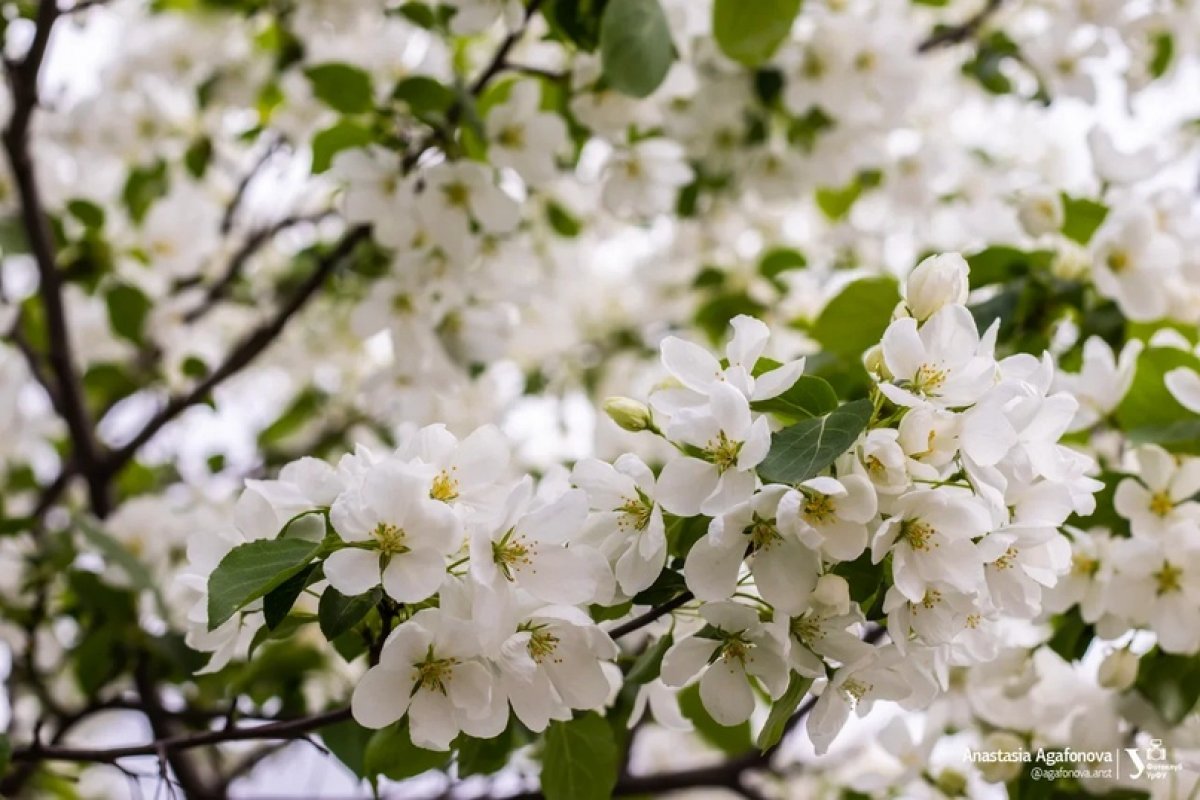 🌼 Новость от 25-05-2020