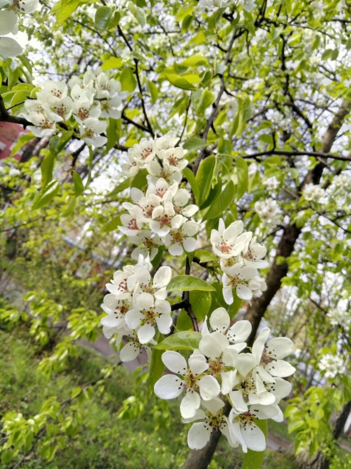 На территории СЗГМУ им. И.И. Мечникова весна!🌸🌳