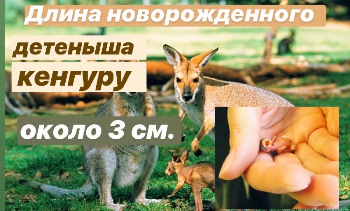 🦘 Новость от 27-05-2020