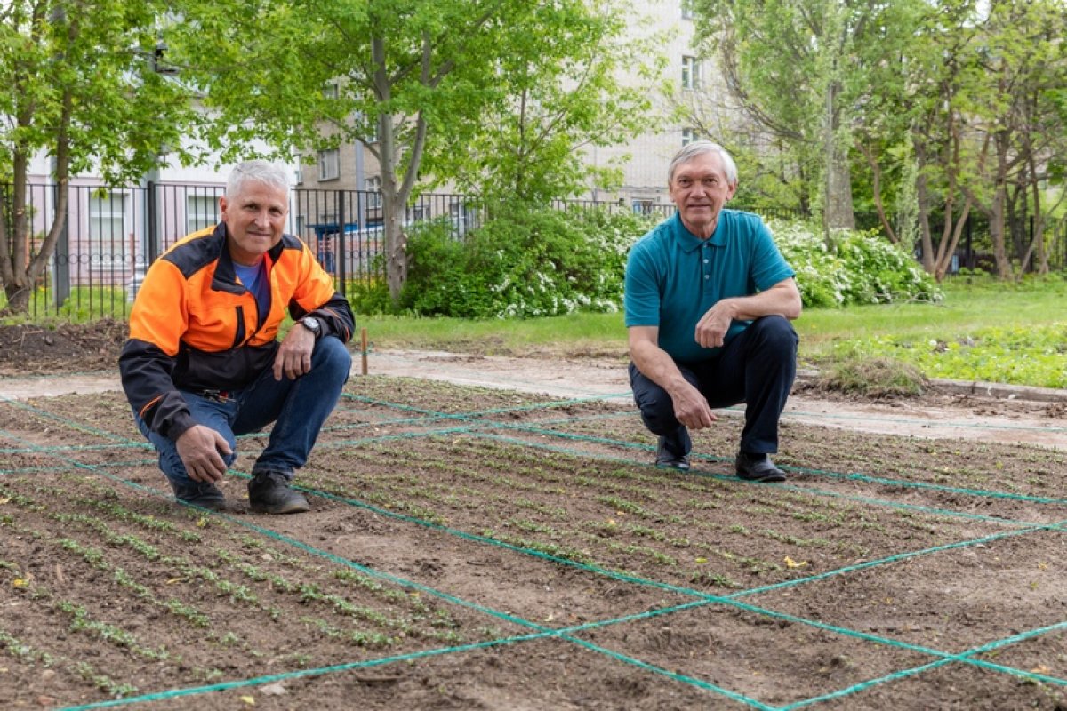 🌱На Полевой опытной станции посеяны новые сорта льна!