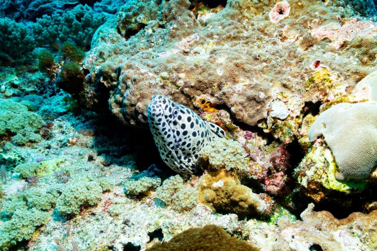 Подводный мир в объективе инженера ресурсного центра микроскопии и микроанализа Алексея Миролюбова