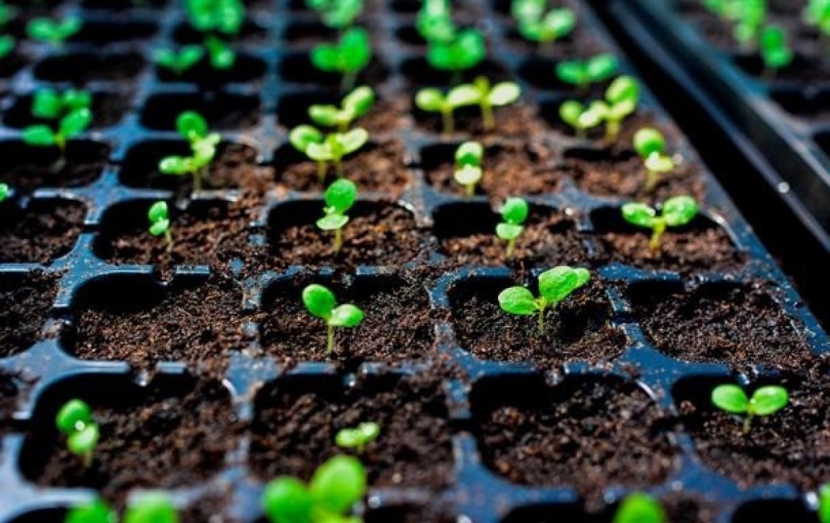 🌱Тимирязевка развивает сотрудничество с объединением «Протон»!