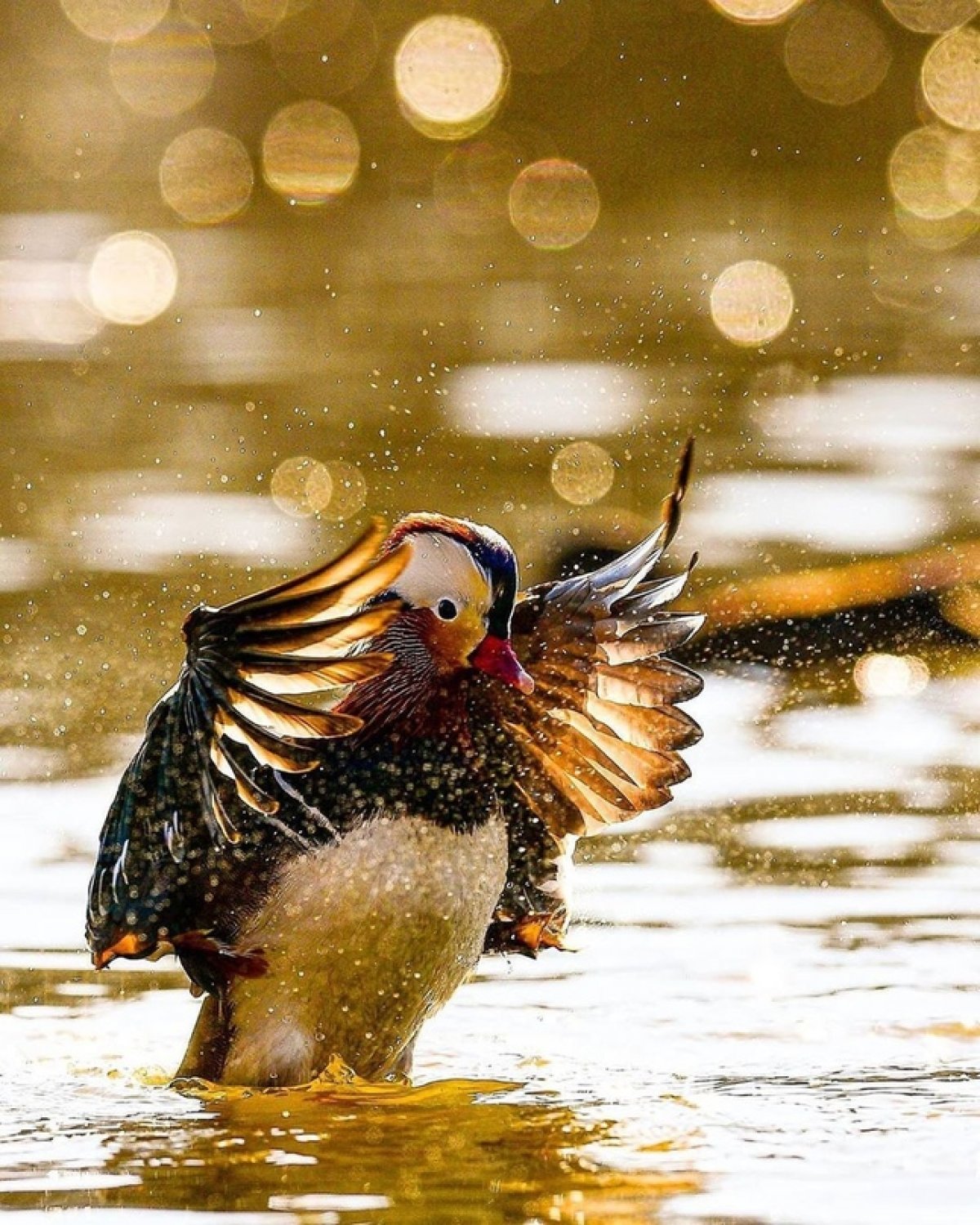 🕊 Дальневосточная природа прекрасна во всем. Взгляните на чудесных краснокнижных Уток Мандаринок и как они нежатся в лучах восходящего солнца