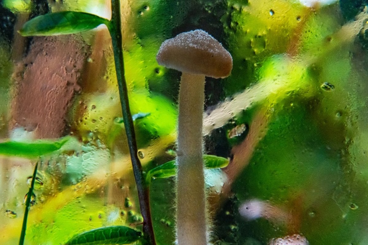  Новость от 15-06-2020