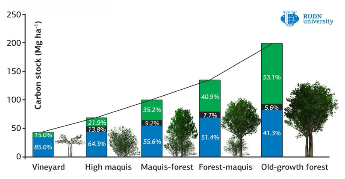 Экологи РУДН выяснили, как возраст леса влияет на накопление углерода в почве 🌳🌲⌛