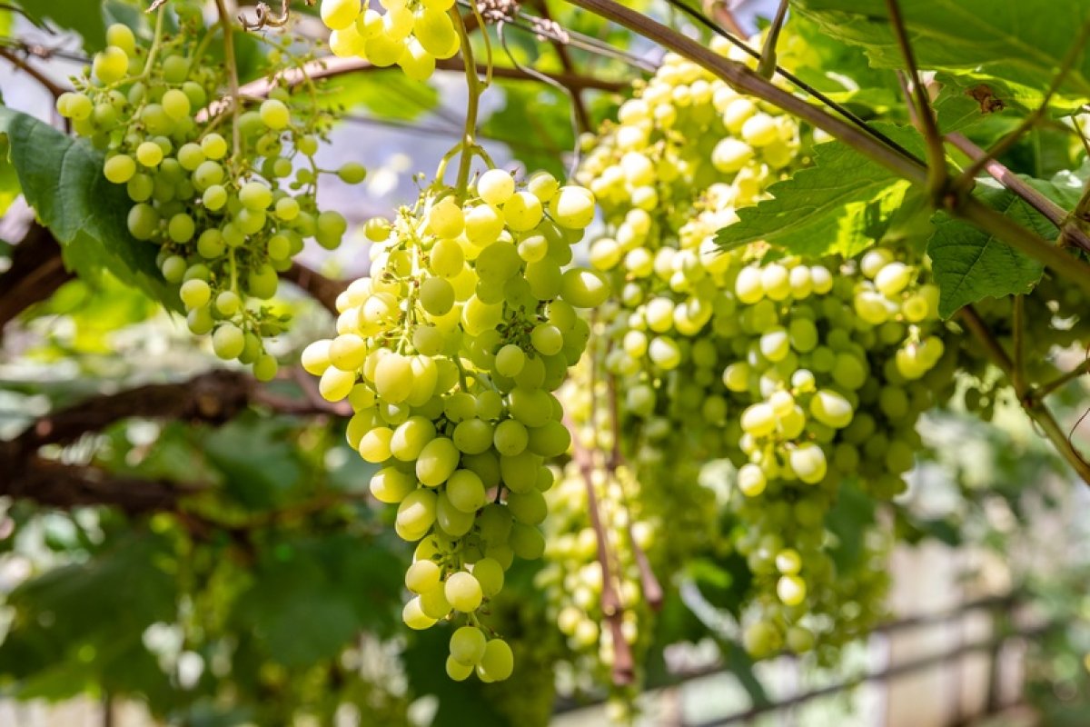 🍇Лаборатория Плодоводства готовится к уборке первого урожая винограда