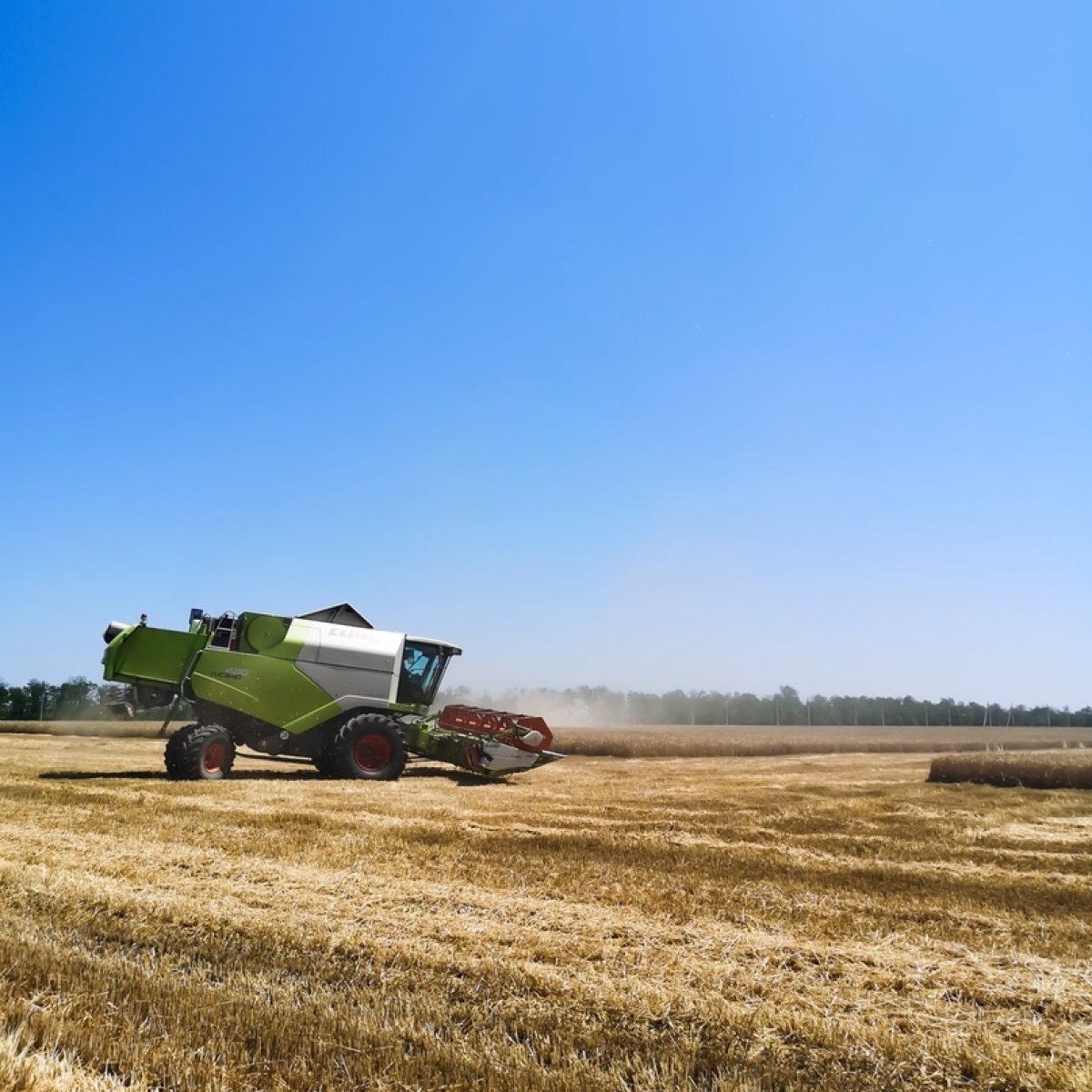 🌾 Посмотрите, как фотогенично убирают урожай пшеницы в учхозе «Кубань»!