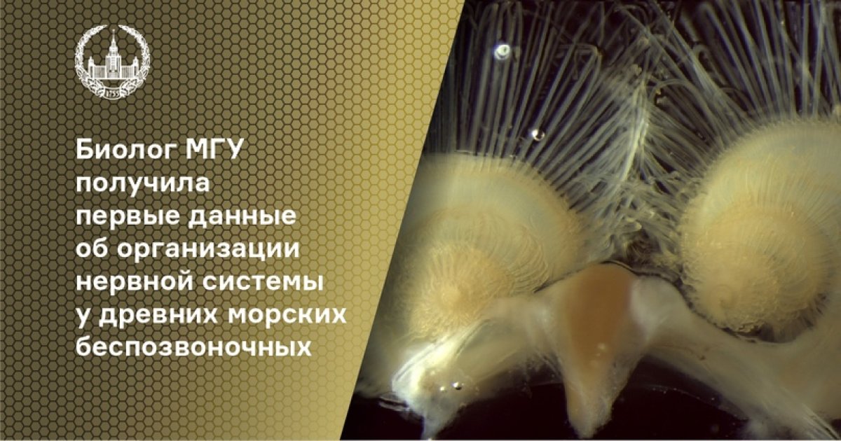 Ведущий научный сотрудник биологического факультета МГУ Елена Темерева впервые исследовала брахиопод с помощью лазерной конфокальной микроскопии и обнаружила ряд интересных особенностей в строении их нервной системы.