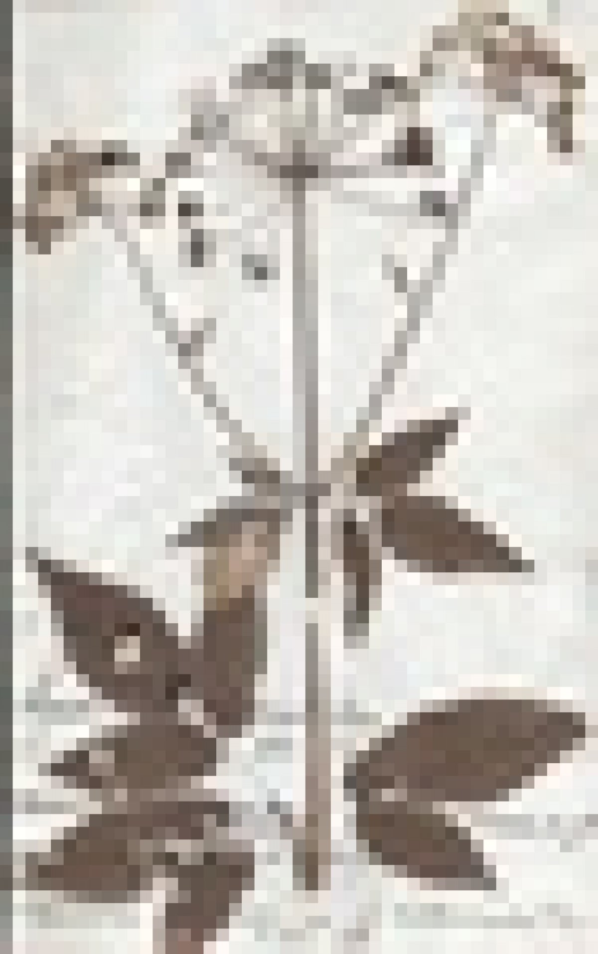 В 1823 году для чтения ботанических курсов в наш Университет приехал Густав Бонгард. Приложив немало усилий к становлению кафедры ботаники, он передал свою гербарную коллекцию, насчитывающую 13 тыс. образцов