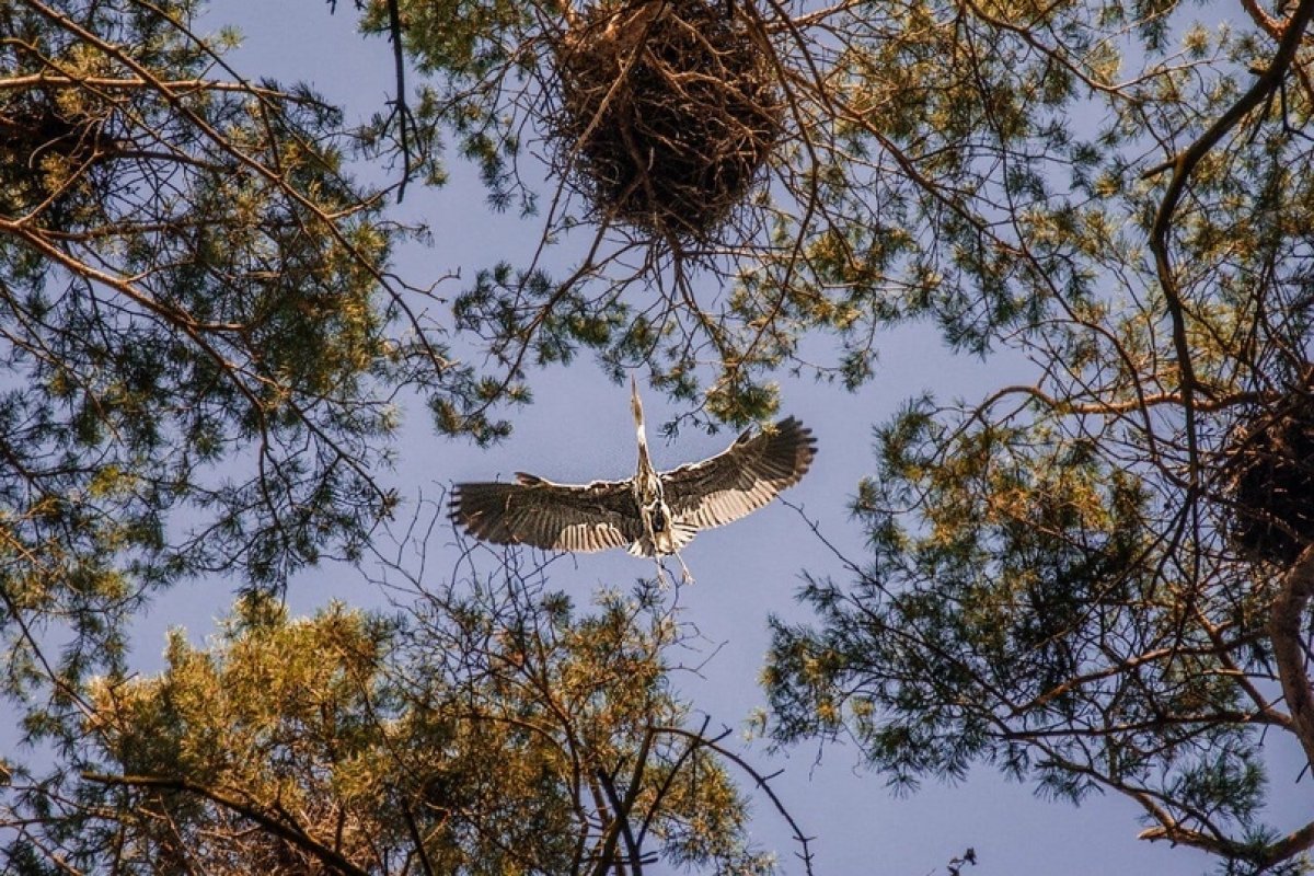 🌳 Кружок юного натуралиста Зоомузея МГУ продолжит летние поездки в Подмосковье и Приморском крае
