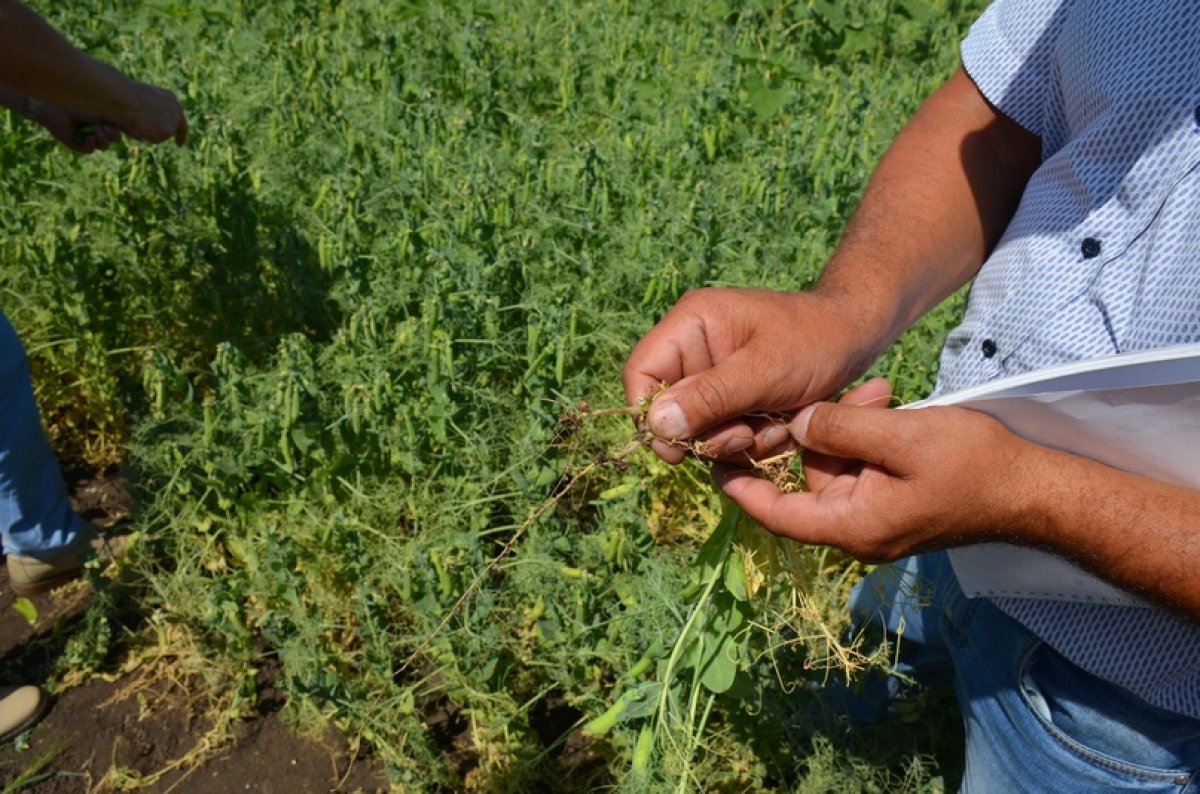 В рамках традиционного Дня поля Самарского ГАУ ученые и руководство вуза ознакомились с текущей ситуацией на опытных и производственных посевах вуза.