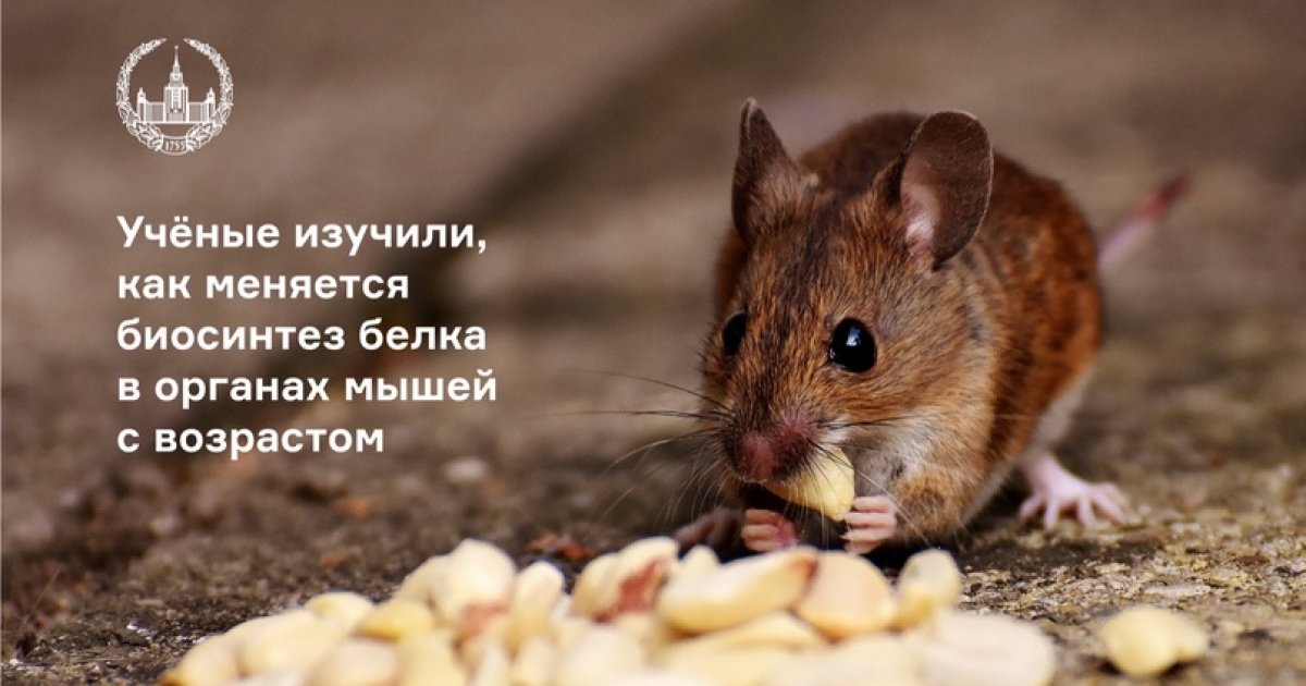 Учёные МГУ совместно с коллегами из Гарвардской школы медицины и ИМБ РАН изучили изменения в синтезе белка в печени и почке мышей разного возраста. Исследование помогает понять фундаментальные механизмы