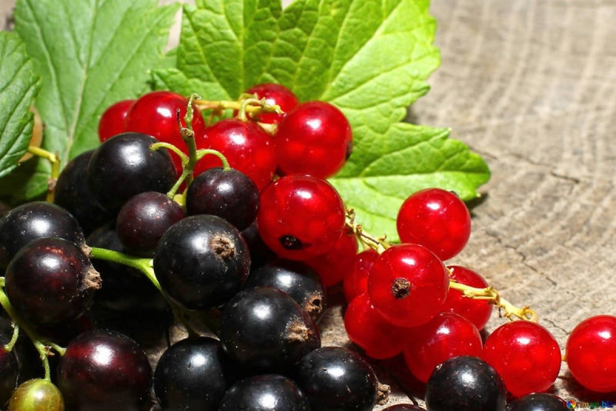 У нас можно купить черную и красную смородину, выращенную в учебно-опытном хозяйстве Уральского аграрного университета (поселок Студенческий Белоярского района).