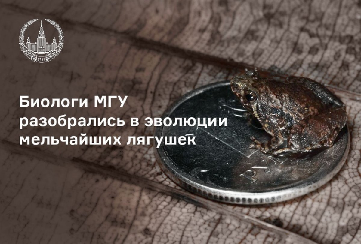 Ученые кафедры зоологии позвоночных биофака МГУ изучили филогенетические связи крошечных азиатских амфибий рода Microhyla. Работа учёных опубликована в июле в журнале PeerJ: peerj.com/articles/9411/