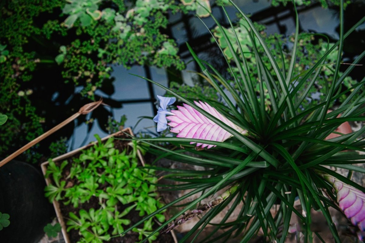 Уникальные материалы Ботанического сада студенты-биологи изучают с первого курса. В коллекцию хвойных растений, например, собраны экземпляры со всего мира: из Северной и Южной Америки, Австралии, Европы