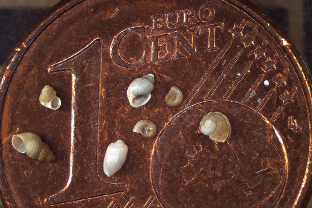 Чтобы узнать о загрязнении морских экосистем и изменениях климата, учёные обобщили все известные сведения об арктических улитках, размеры которых — менее пяти миллиметров: https://vk.cc/ax4bXo