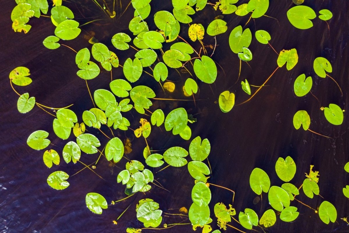 Кубышки на озере в объективе инженера ресурсного центра микроскопии и микроанализа Алексея Миролюбова