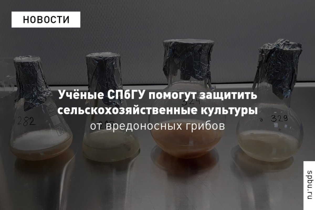 Фузариоз — заболевание растений, с которым хорошо знаком любой фермер: различные виды грибов из рода Fusarium, а известно их больше 120, способны поражать томаты, огурцы, дыню, капусту, горох, кукурузу, пшеницу и множество других культур