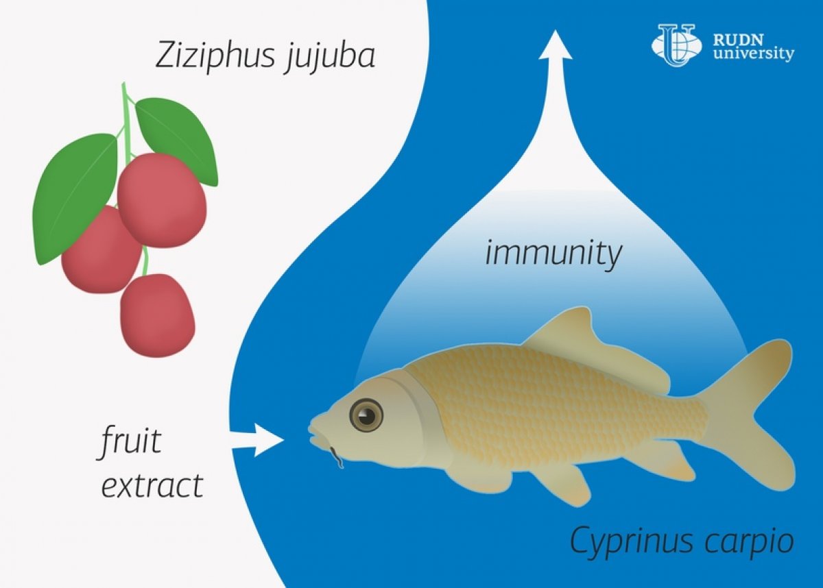 Биолог из РУДН обнаружил, что китайский финик повышает иммунитет у рыб 🐟 🔬