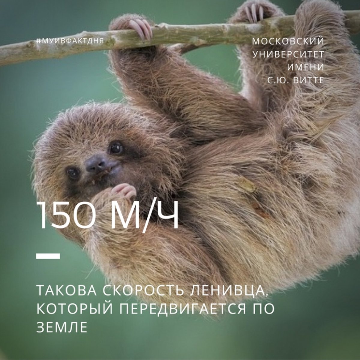 150 метров в час – такова скорость ленивца, который передвигается по земле